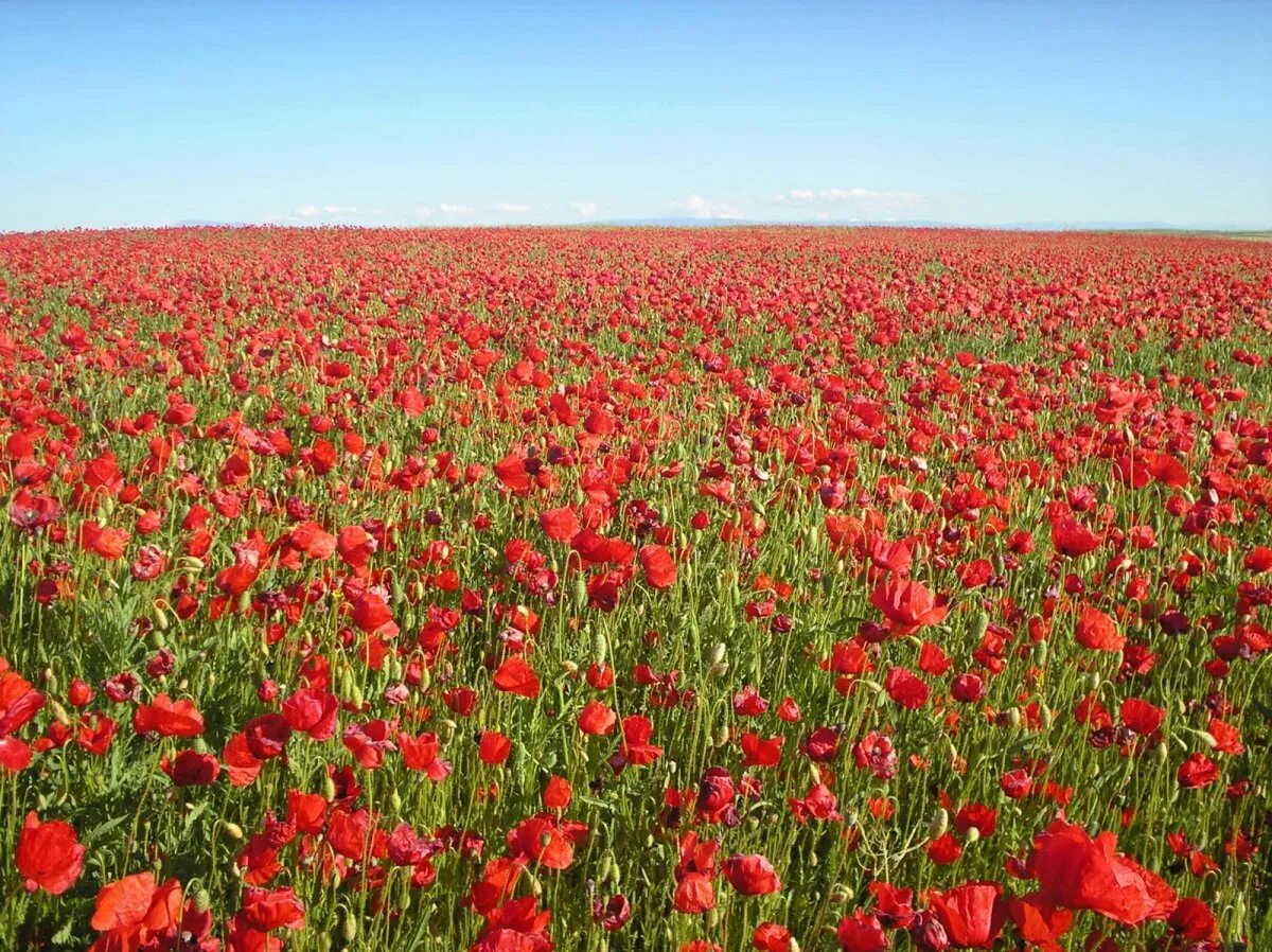 Цветение маков в крыму. Поле маков где находится. Дикие маки в крыму. Маковые поля в дагестане. Поле маков где находится.