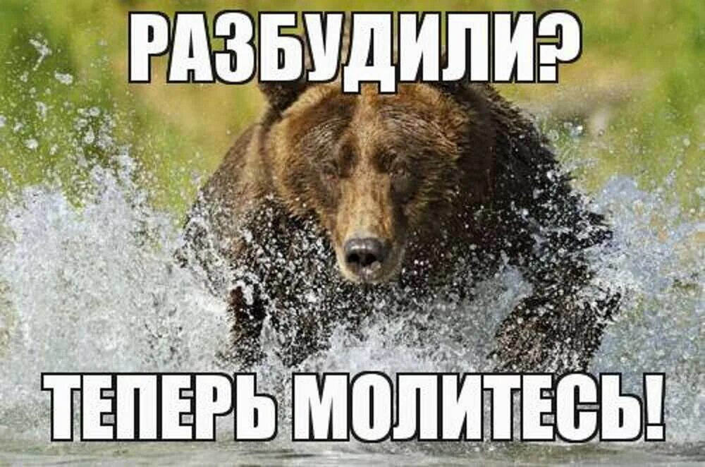Разбудили медведя. Разбудили русского медведя теперь молитесь. Русский медведь. Разбудили медведя теперь. Медведь умеет читать