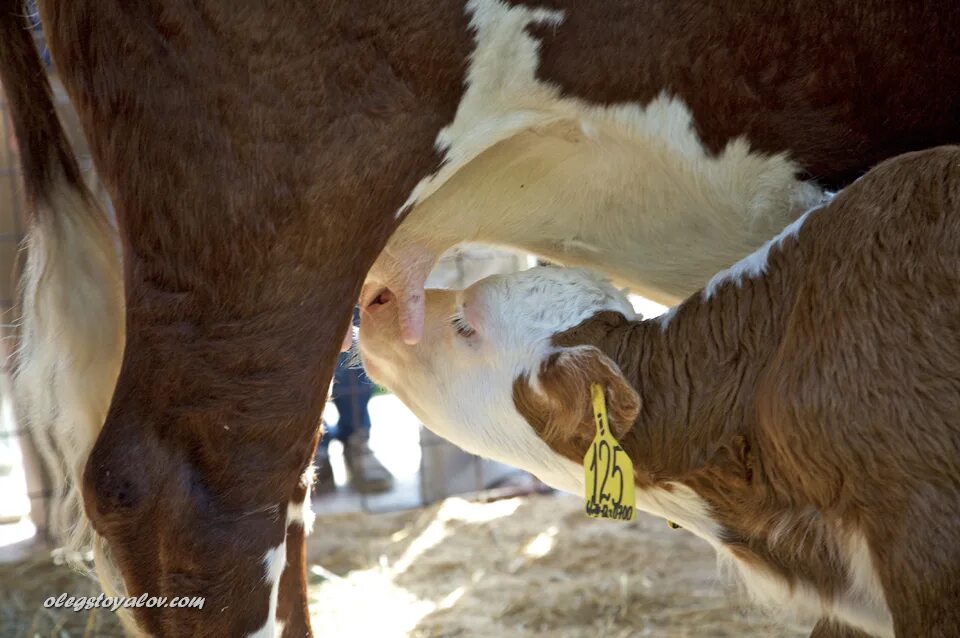 Микроклимат помещения для сухостойных коров. Беременность сх животных. Кормление крупного рогатого скота. Схема вакцинации телят. Срок крс.