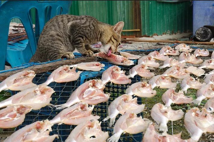 Обыкновенные пираньи стая. Улов рыбы. Атлантическая сельдь в море. Рыбы много не бывает. Осетровая ферма кунашак.