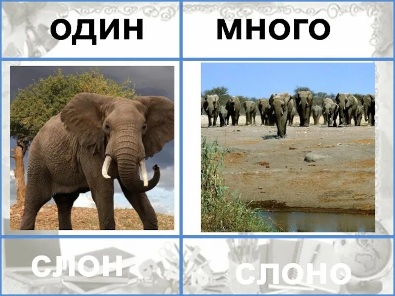 Elephant множественное. Один - много. Картинки один много. Слон один много. Понятие один много.