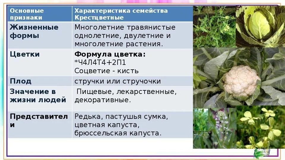 Из предложенного списка растений. Таблица растений семейства крестоцветные биология. характеристика семейства крестоцветные. семейство крестоцветных растений таблица. общин признаки семейства.