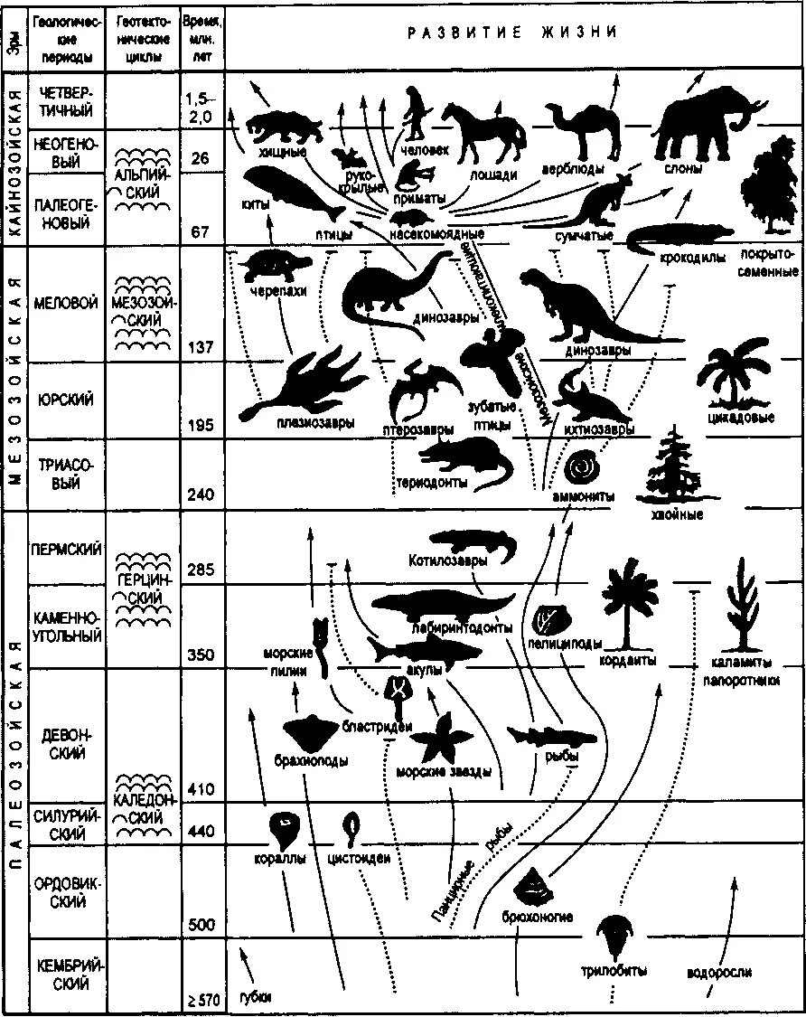 Этапы эволюции схема. Составление схемы этапов развития жизни на земле.
