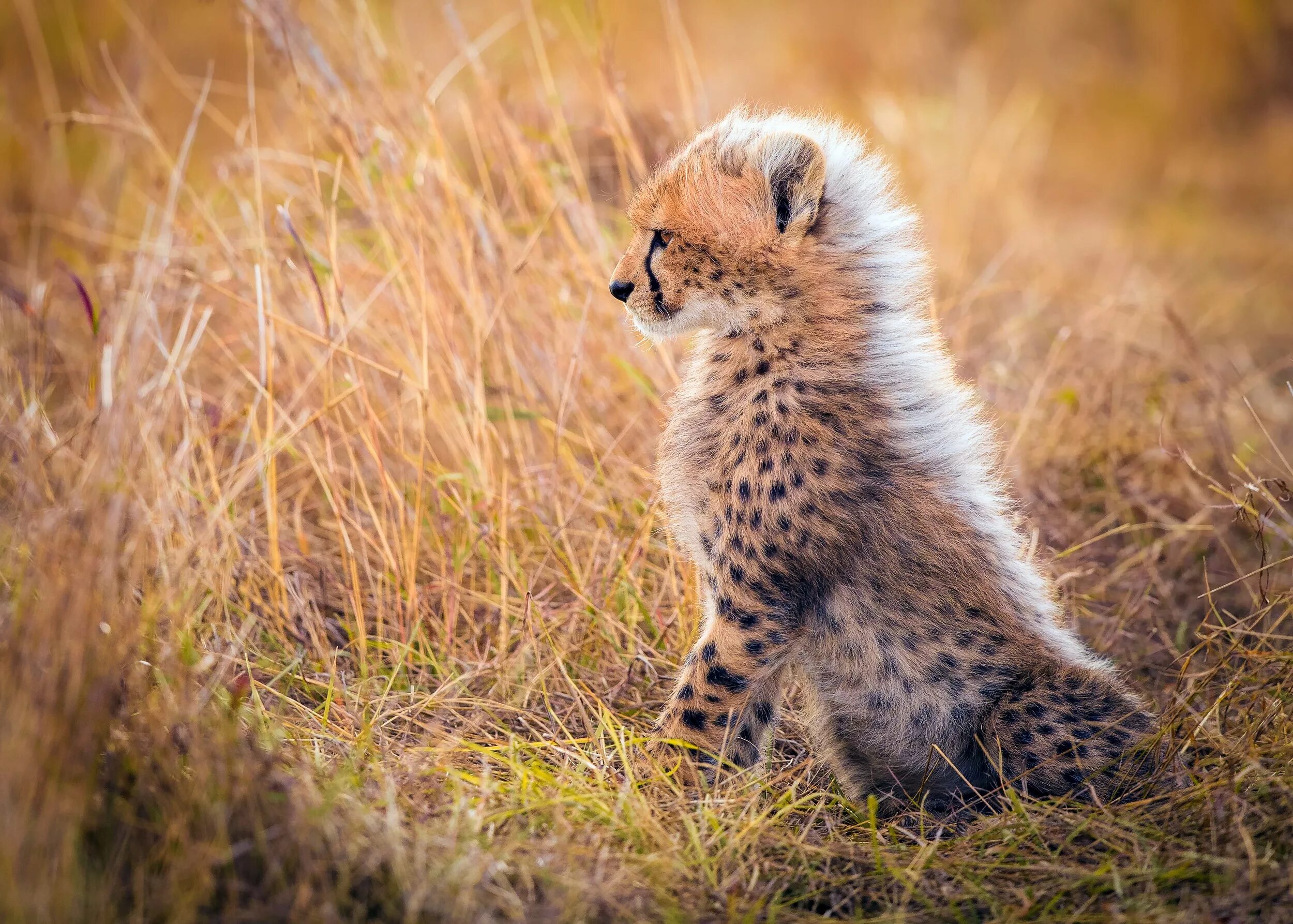 Маленький хищник 5. Детеныш гепарда. Гепард животное детеныш. Маленький гепард. Гепард малыш.