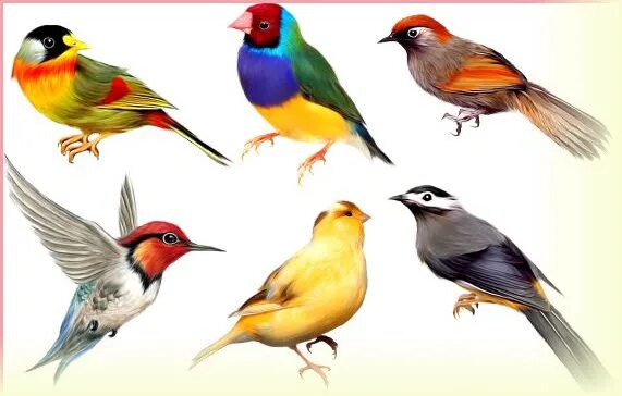 Распечатать картинку птицы цветной Colorful Birds PNG Images, Colorful, Bird, Birds PNG Transparent Background Pn