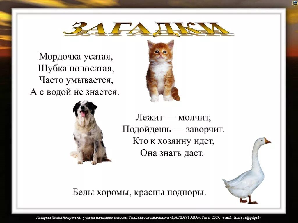 Часто умывается а с водой не знается. Загадки про домашних животных. Загадки о животных. Загадки про домашних питомцев. Загадки про домашних животных для детей.