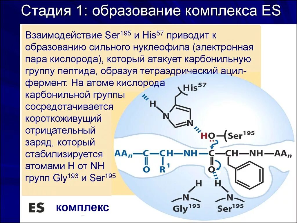 Химотрипсин фермент биохимия. Образование комплексов. Механизм образования комплексов. Образование комплексов гемостазе. Пептидная группа атомов