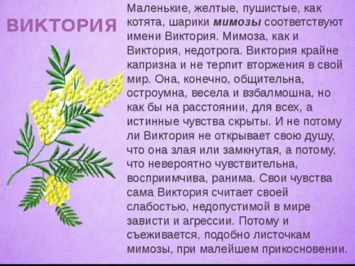 Сообщение о мимозе.