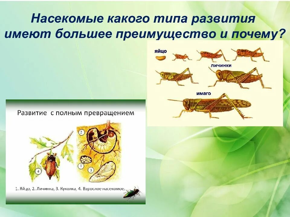 Какой тип развития характерен для стрекозы красотки. Развитие насекомых. Типы развития насекомых. Класс насекомые 7 класс биология. Класс насекомые типы развития.