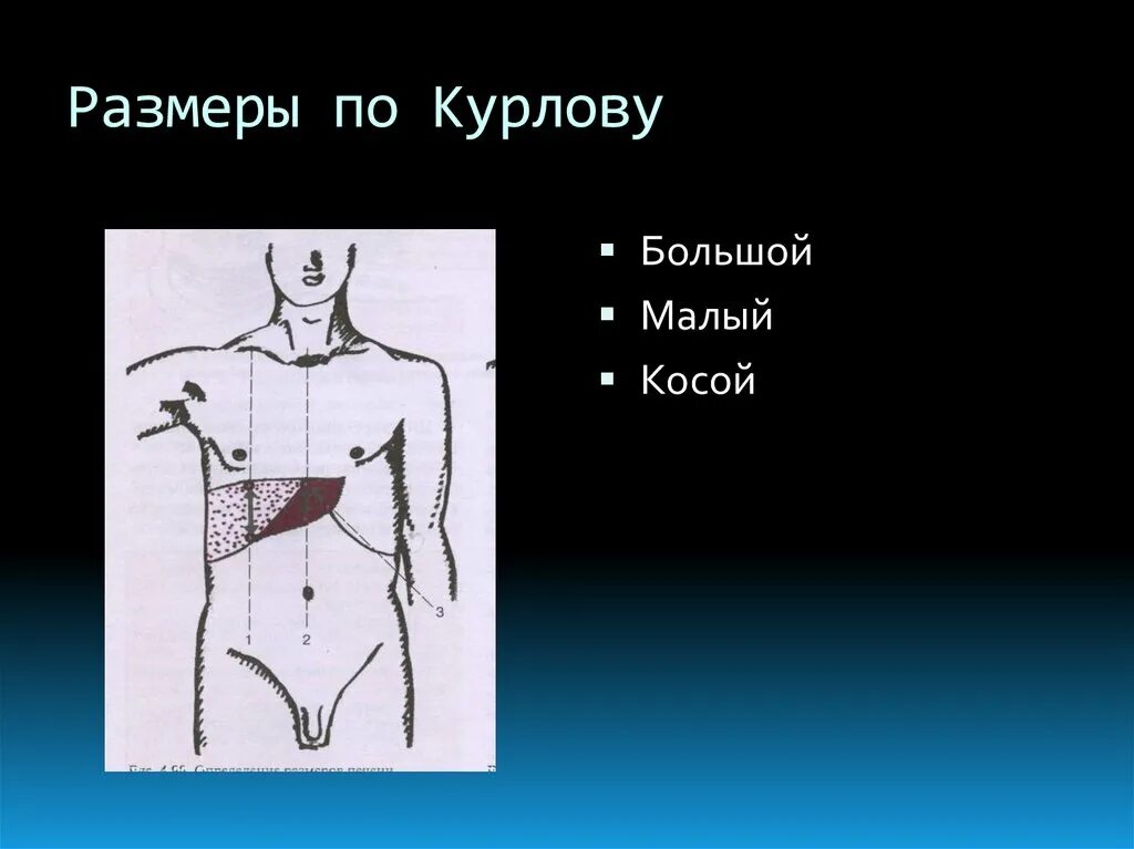 Размеры по курлову. Границы печени по курлову в норме. Пальпация печени по курлову. Границы по курлову норма. Селезенка по курлову