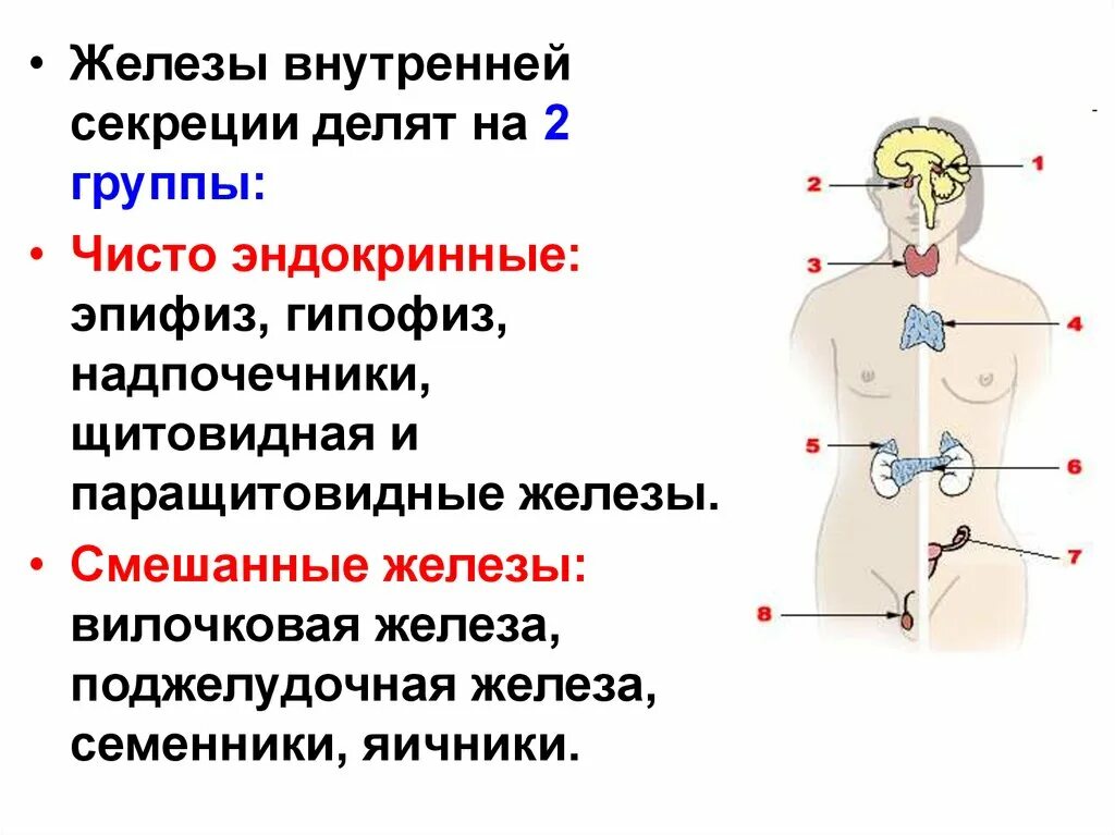 Характеристика желез организма человека. Анатомия желез внутренней секреции. Перечислите железы внутренней секреции. Эндокринная система железы внутренней и смешанной секреции. Железы внутренней секреции 2 группы.