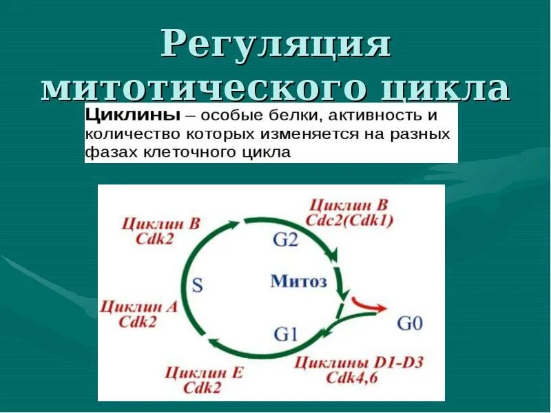 Митотическая активность клеток. Точка рестрикции. Схема митотического цикла. Регуляция митотической активности клеток. Временная организация клетки.