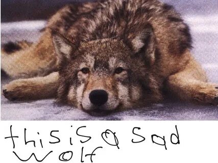 Wolf m8