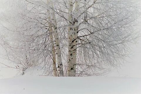 Белые березы зимний