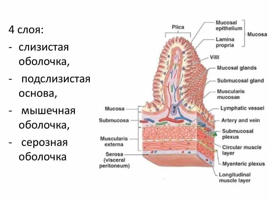 Слои слизистой оболочки. Подслизистая основа. Подслизистый слой кишечника. Слизистая оболочка состоит из слоев