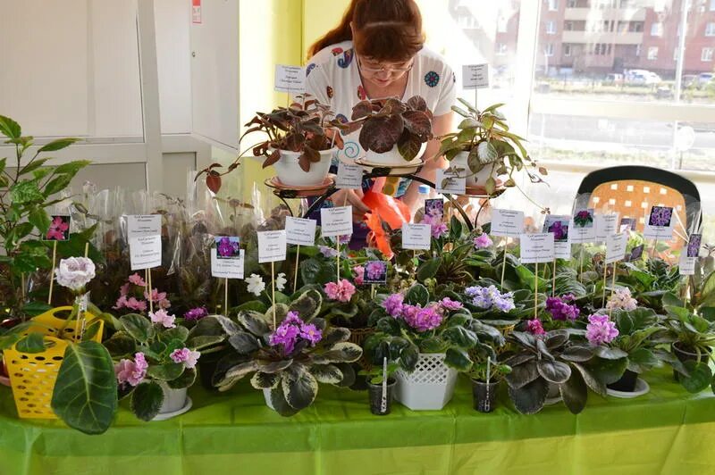 комнатные растения тольятти. комнатные растения тольятти. магазин цветов владивосток. цветторг на проспект победы. цветочная лавка тольятти.