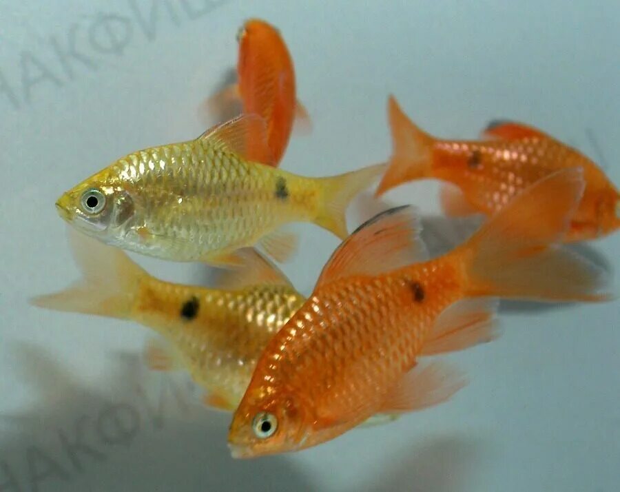 Барбус огненный вуалевый. Барбус огненный вуалевый. Барбус огненный вуалевый. Барбус огненный золотой вуалевый. Барбус огненный вуалевый.