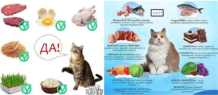 Что можно давать кошкам. Продукты для кошек. Рацион питания кошки. Можно ли коту давать рыбу. Когда можно кормить кошку после