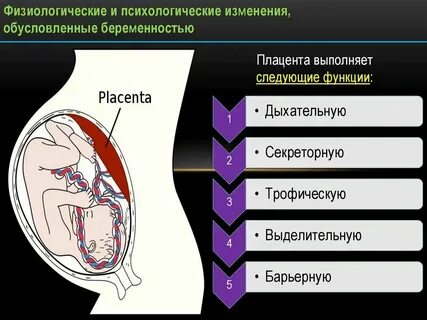 Физиологическая беременность сколько дней