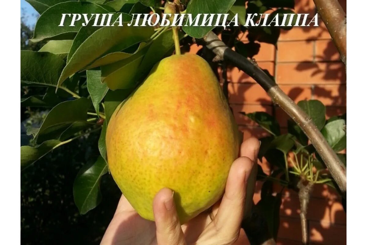 Груша любимица клаппа описание сорта. Груша сорт любимица клапа. сорт груши любимица клаппа. груша красавица ефимова. саженцы груши любимица клаппа.