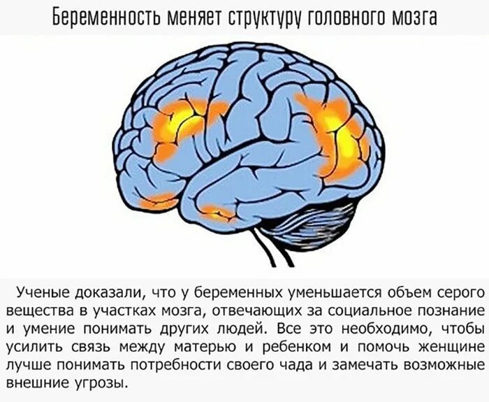 Беременность мозга. Участки мозга. Интересные факты о мозге. Мозг ученого.