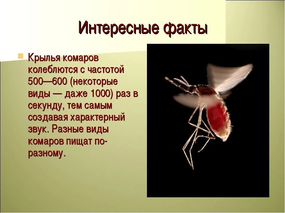 Сообщение про комара. Факты о комарах. Комары презентация. Сообщение про комаров. Факты биология 8 класс