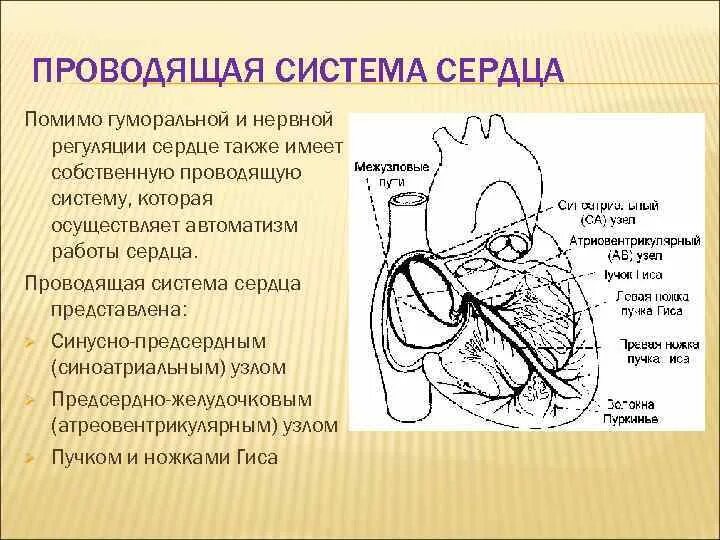 Автоматия мышц. Проводящая система сердца автоматия. строение проводящей системы сердца. проводящая система сердца схема. узлы проводящей системы сердца.