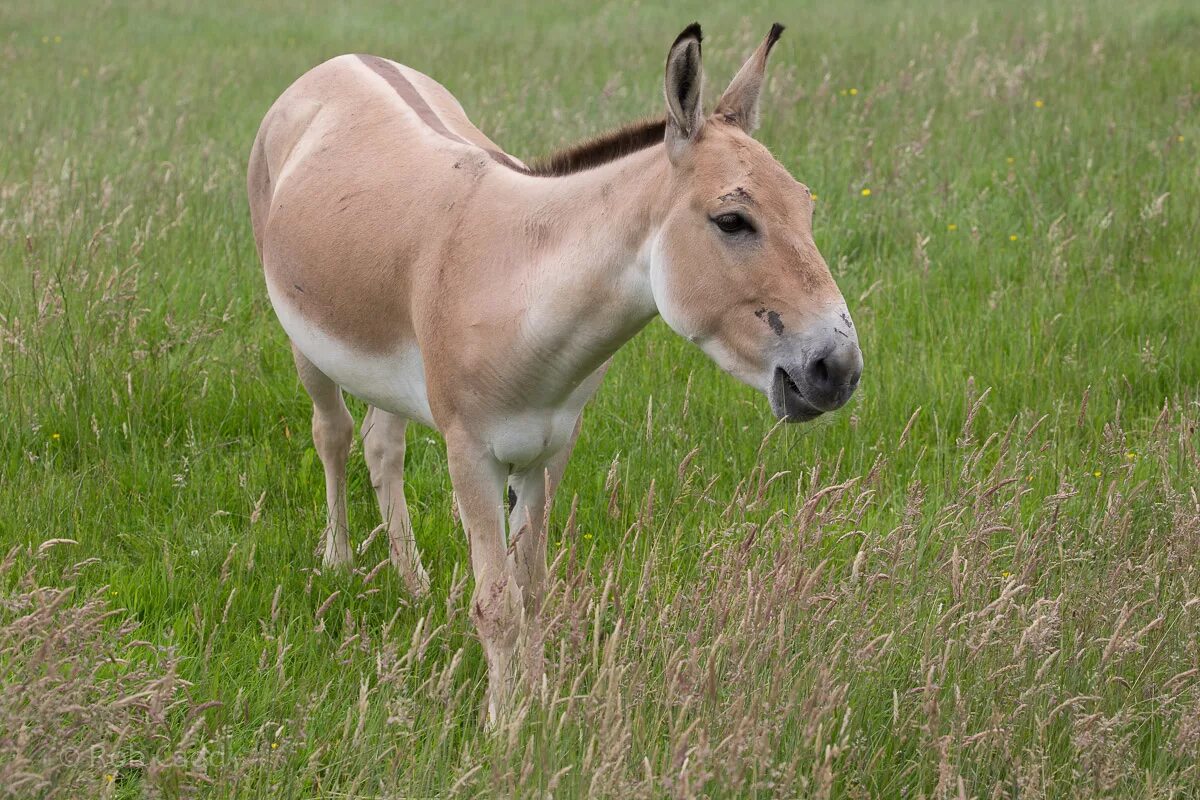 Погода в кулане. Кулан Equus hemionus. Персидский Кулан - Equus hemionus Onage. Размножение Куланов. Onager mating.