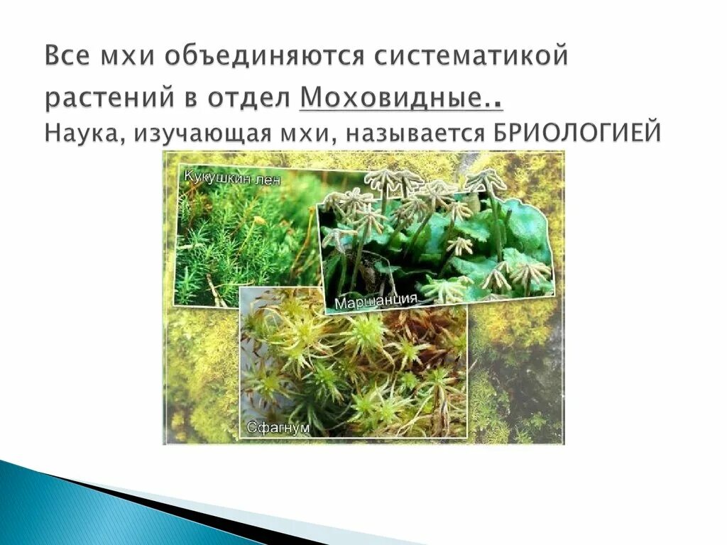 Почему мхам нужна вода. Распространение мхов. Наука о мхах. Название наука о мхах. Распространение моховидных.