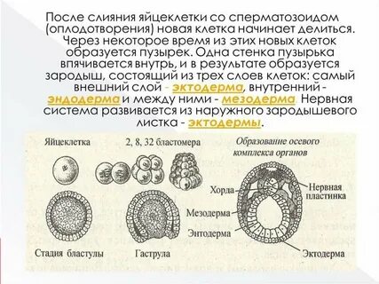 Зародыш состоит из двух слоев клеток