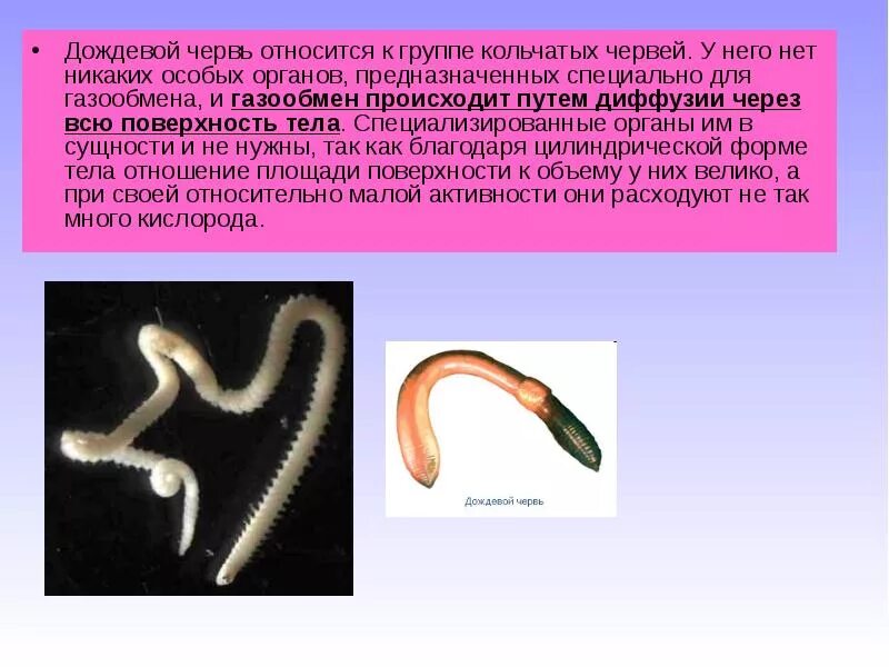 Дыхание кольчатых червей червей. Дождевой червь относится. Дождевые черви относятся к типу. К какому классу относятся дождевые черви. Кольчатые черви группа организмов