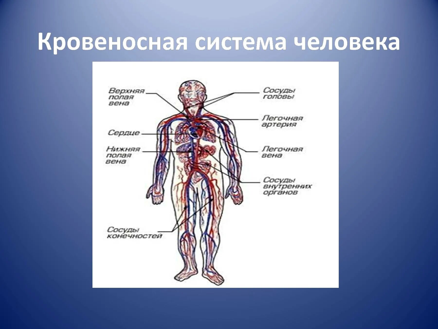 Укажите название органа кровеносной системы человека. Кровеносная система человека анатомия. Rhjdtyjcyfzсистема человека. Кровеносная системаеловека. Кровеносная система че.