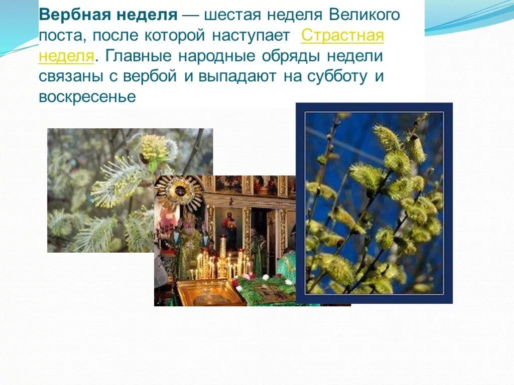 Когда начинается вербная неделя в этом году. Вербная неделя. вербная неделя в славянской традиции. народные традиции вербное воскресенье. шестая неделя великого поста вербное воскресение.