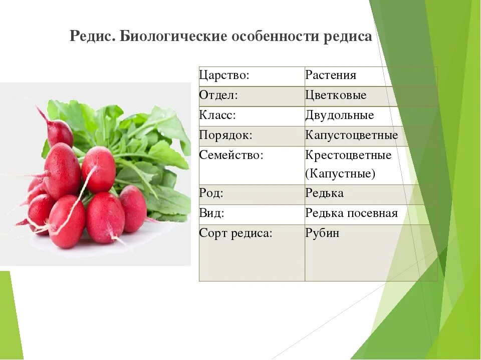 Срок редиски. Редис характеристика плода. Систематика растений крестоцветных редис. Описание редис семейство крестоцветные. Редис классификация редиса.