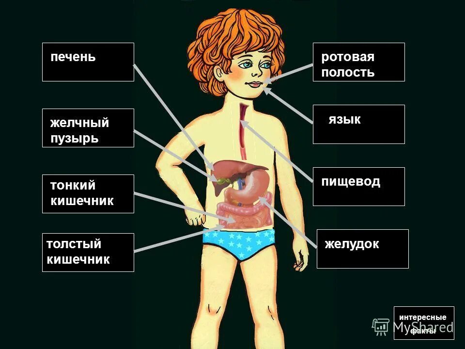 какой какой организм мальчиков