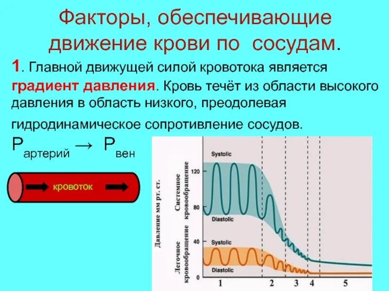 Градиент давления это. Факторы обуславливающие движение крови по артериям. градиент давления это физиология. факторы обеспечивающие движение крови по сосудам низкого давления. движение крови по сосудам физиология.
