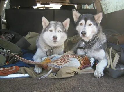 Husky tikobar 12000
