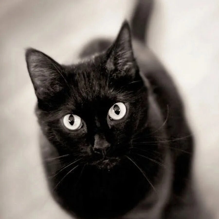 Черные коты. Белый кот с черными глазами. Кошечка черная. Красивая черная кошка.