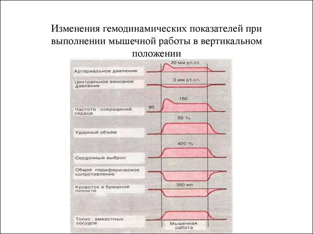 Сокращение мышц и работа сердца. Изменение показателей гемодинамики. Изменение ад при мышечной работе. Изменение артериального давления при мышечной деятельности. Показатели артериального давления физиология.