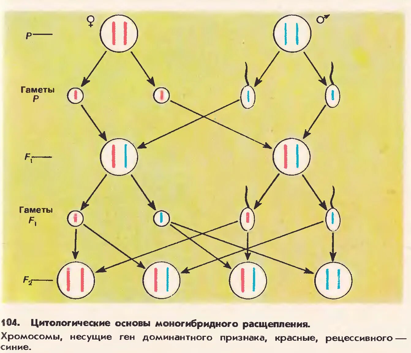 Независимое наследование признаков сколько типов гамет. Цитологические основы моногибридного скрещивания схема. Цитологические основы законов наследования. Цитологические основы наследственности. Слияние гамет.