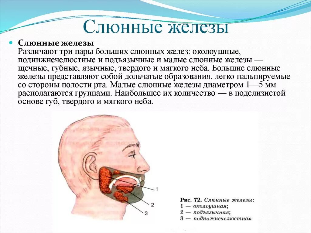 Канал слюна