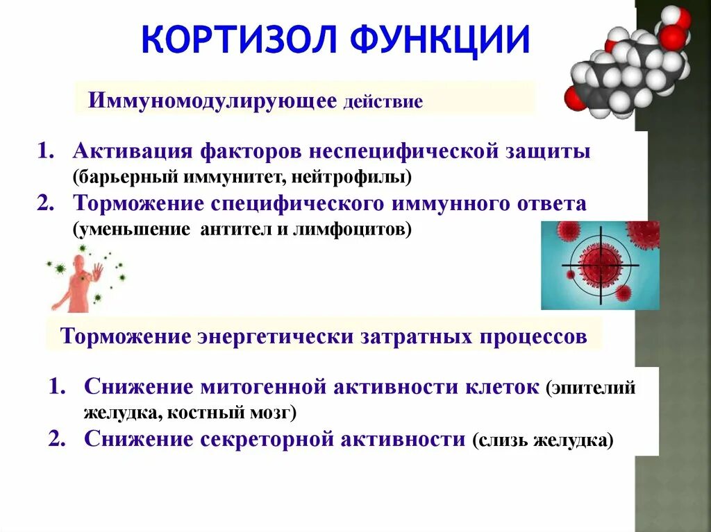 Выброс гормонов стресса. Кортизон функции гормона. Биологические функции кортизола. Основные функции кортизола. Кортизол функции.