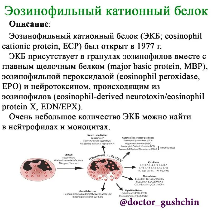 Эозинофильный катионный белок повышен. Эозинофильный катионный белок норма у детей 9 лет. Эозинофильный катионный белок. Эозинофильный белок хеликс. Катионный белок эозинофилов норма у детей.