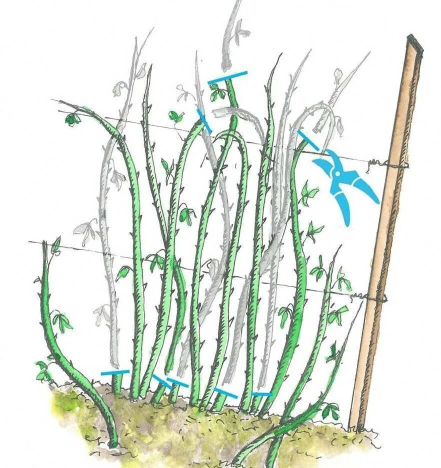 Нужно ли обрезать ремонтантную малину. Весенняя обрезка малины. Обрезка малины весной. Весенняя обрезка ремонтантной малины. Весенняя обрезка малины схема.
