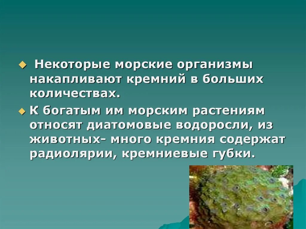 В природе кремний занимает место. Диатомовые водоросли накапливают кремний. Организм способный накапливать кремний. Кремниевые организмы. Кремний микроэлемент.