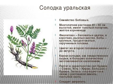 Корень солодки свойства и применение