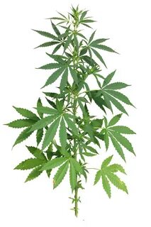 Марихуана в фотошопе марихуана изготовил из конопли