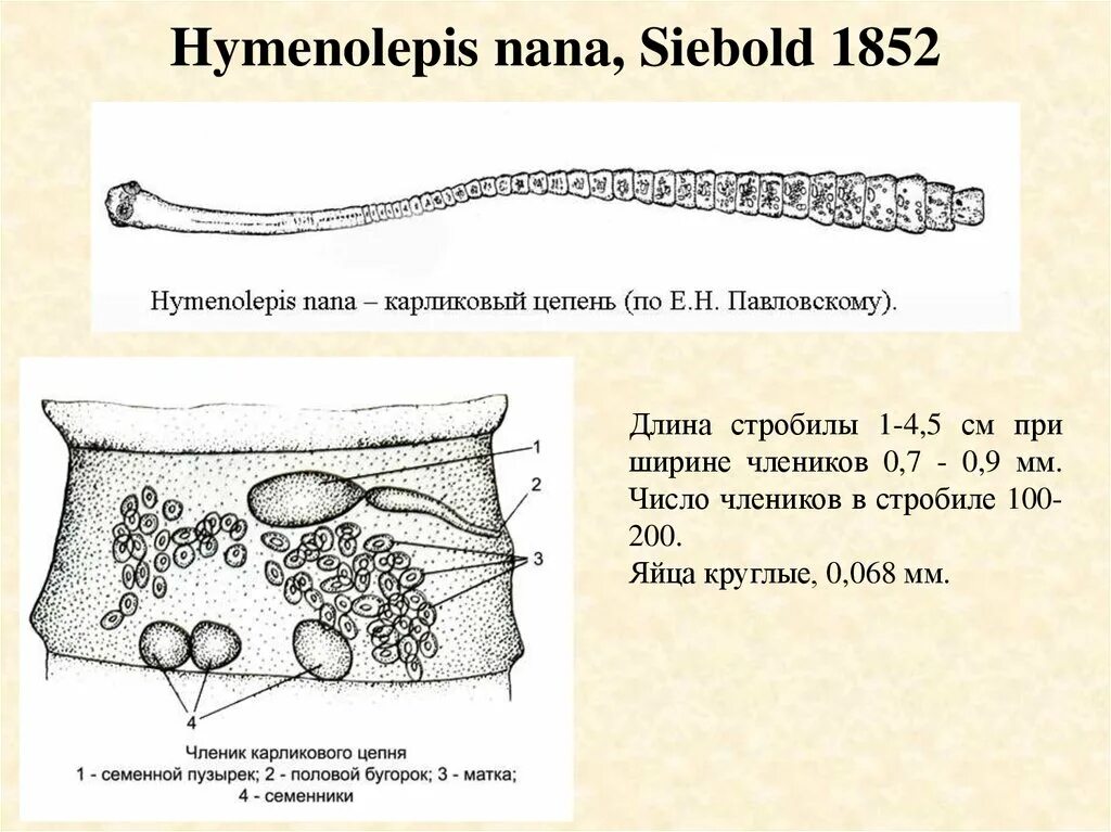 Морфология карликового цепня. Карликовый цепень (Hymenolepis Nana). Hymenolepis Nana – карликовый цепень строение. Строение карликового цепня. Карликовый цепень строение