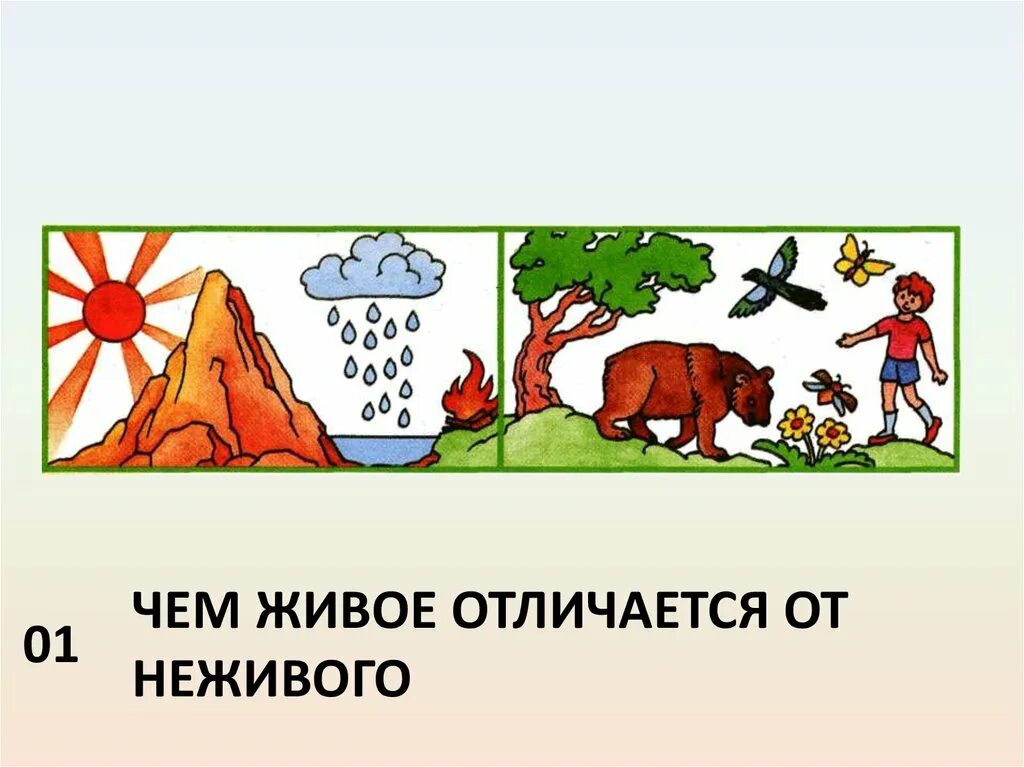 Рисунок живой неживой природы. Связь живой и неживой природы. Связь живого и неживого. Взаимосвязь живой и неживой природы. Связь живой и неживой природы для дошкольников.