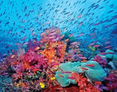 Under the sea